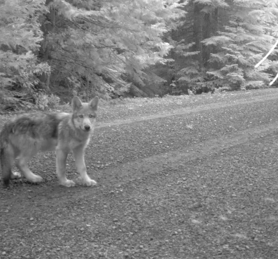 Wolf OR7 is a proud father -- again! Photo courtesy of USFWS