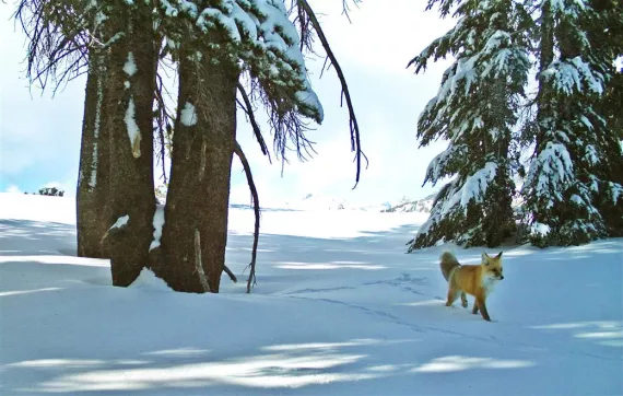 Sierra Nevada red fox, provided by U.S. National Park Service