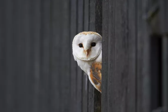 Some birds, such as the barn owl, are more susceptible to collision than other species.