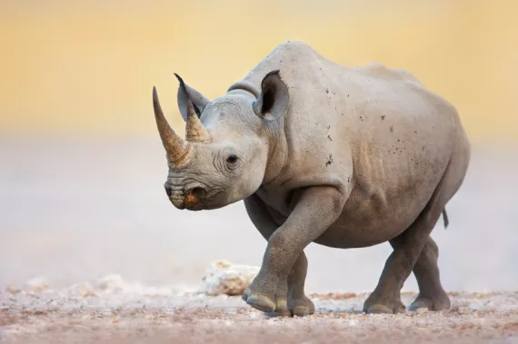 The good, the sad, and the hopeful in the world of rhino conservation.