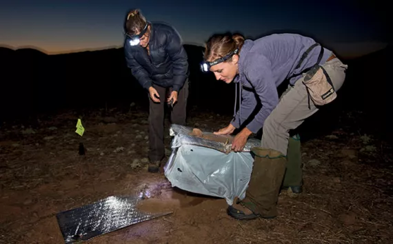 A well-planned, successful conservation translocation of 150 kangaroo rats by the San Diego Zoo in 2010.