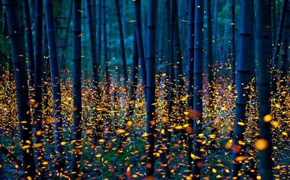 A thousand points of light: Photographer Kei Nomiyama captures fireflies at dusk. 