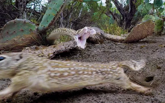 A large rattlesnake lunges from behind a cactus, mouth wide open, while a ground squirrel (blurry) leaps away from it.