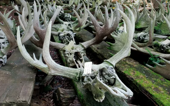 Many moose skulls and antlers lined up on the ground