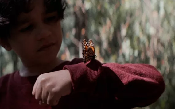 Young boy in red sweater with monarch butterfly on his arm. 