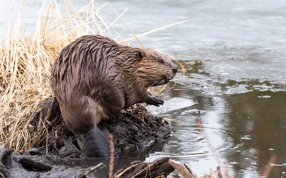 A beautiful lustrous beaver crouches by the edge of a stream, washing its widdle paws