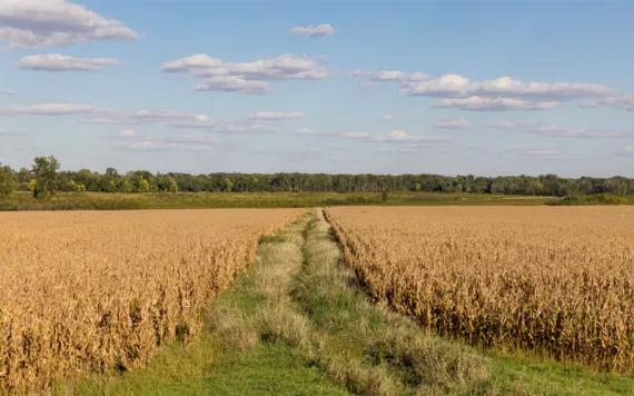 A cornfield is divided in two by green grass, with trees in the background.