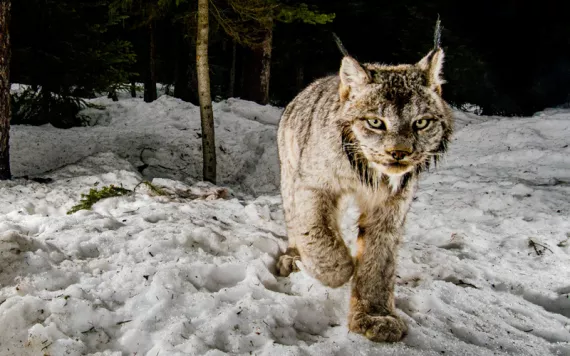 A gray lynx walks over snow toward the camera.