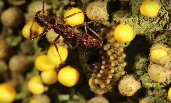 Caterpillar and ant mutualism