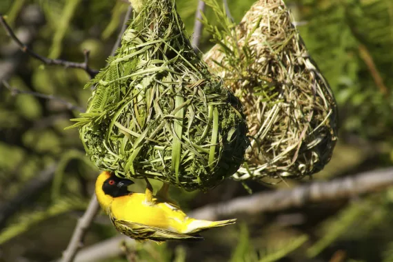birds building nests