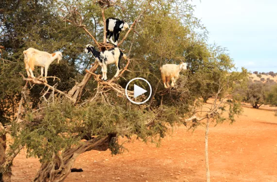  Moroccan goats engage in our favorite form of old-school environmentalist protest.