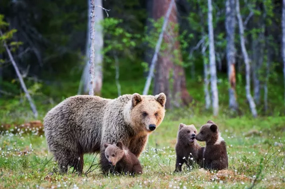 grizzly family