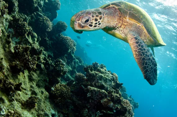 A sea turtle gives a tour of the Great Barrier Reef!