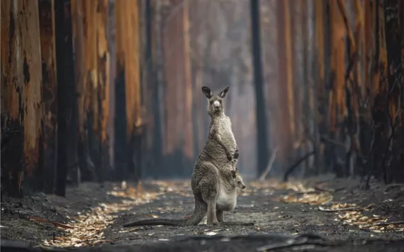 Kangraoo standing in ashes and burned trees, with a joey peeking out of its pouch