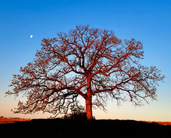 That Tree: A Year in the Life of a Lonely Oak