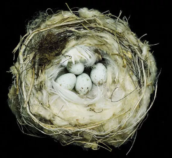 Birds possess an innate ability to build delicate nests from grass, twigs, or mud that regularly pass the most difficult test for any species: they cradle and protect the next generation.