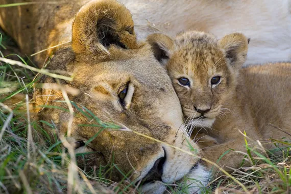 Lion cub and mother