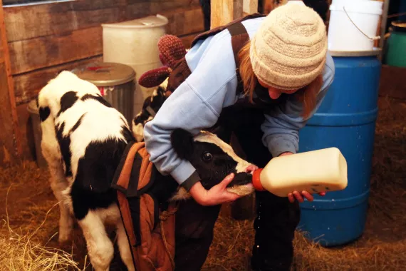A student feeds a calf in an animal science course at Sterling College.
