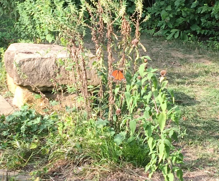 Monarch butterfly at Anita B. Gorman Discovery Center, Kansas City