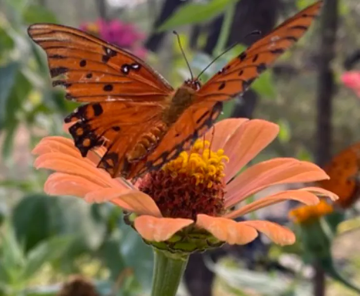 butterfly on flower (photo by Maya Tainatongo)