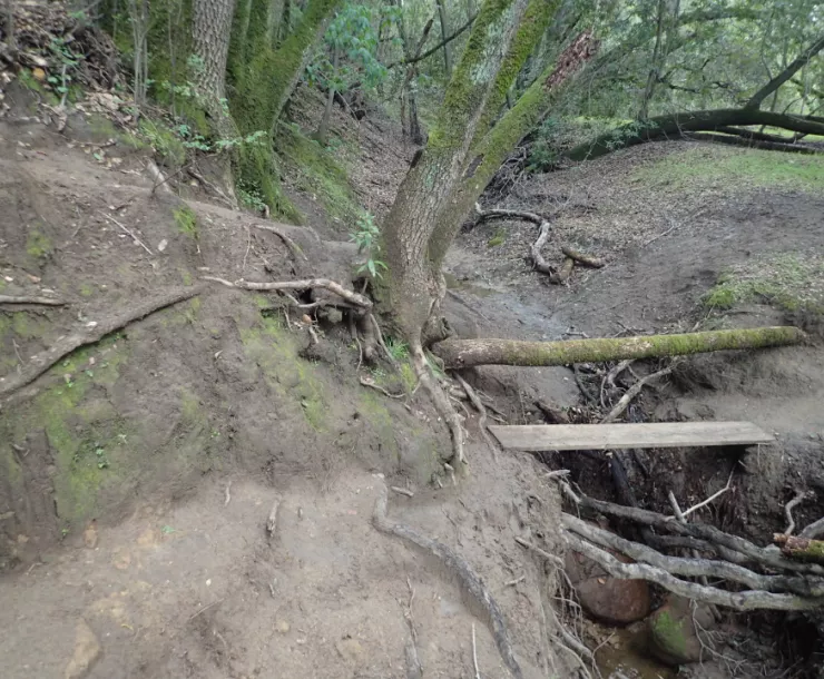 Worn trail with trip hazards and exposed roots
