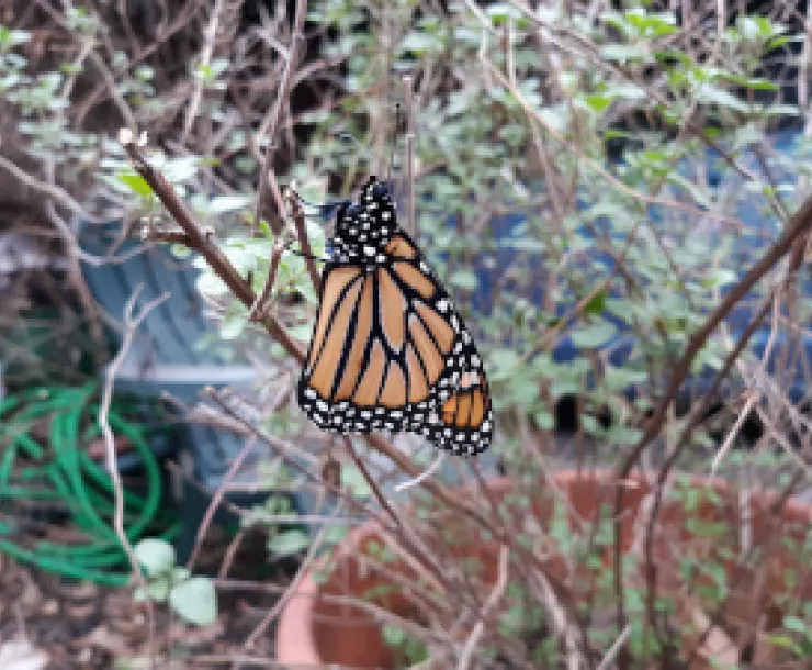 Monarch in freezing weather