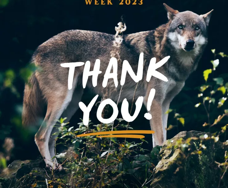 Wolf Awareness Week thank you