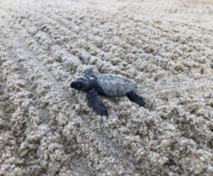 Sea Turtle (NPS)