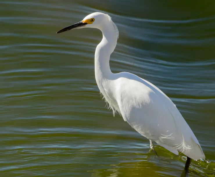 White bird stands in rippling water.