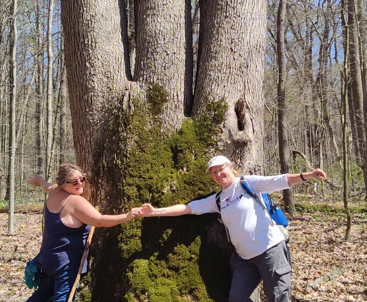 Two people with their arms outstretched to show the size of a giant tulip poplar tree in a forest. There are leaves on the ground and the sky is blue in the background.