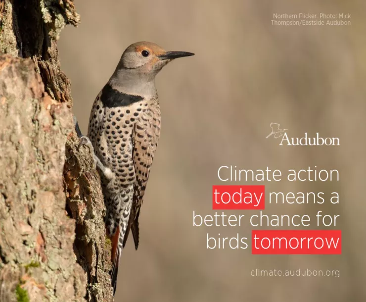 Activate - Climate Action - Northern Flicker - FB.png
