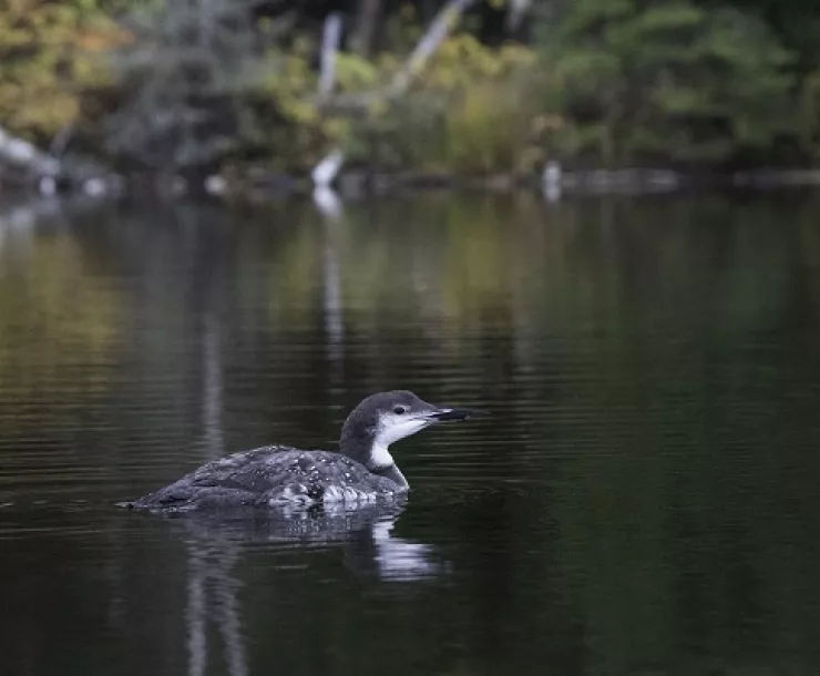 09L Juvenile loon in fall, ready to migrate, swimming.jpg