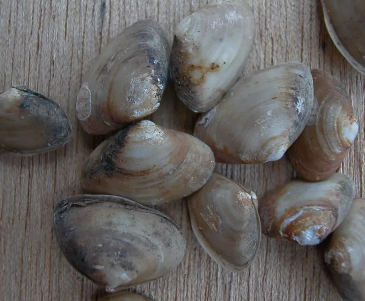 Asian clam Potamocorbula.JPG