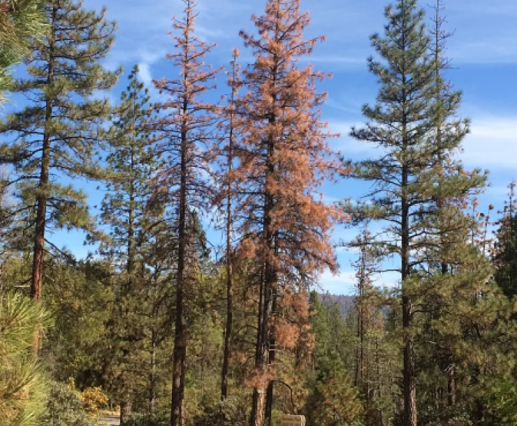 Bark beetle infected tree_448x448.png