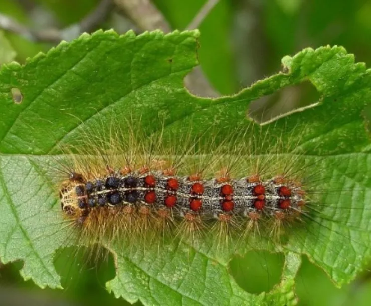 Gypsy Moth caterpillar.jpg