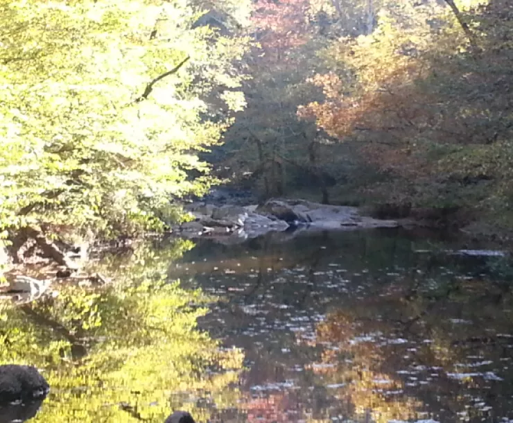 New Hope Creek in Autumn 2.jpg