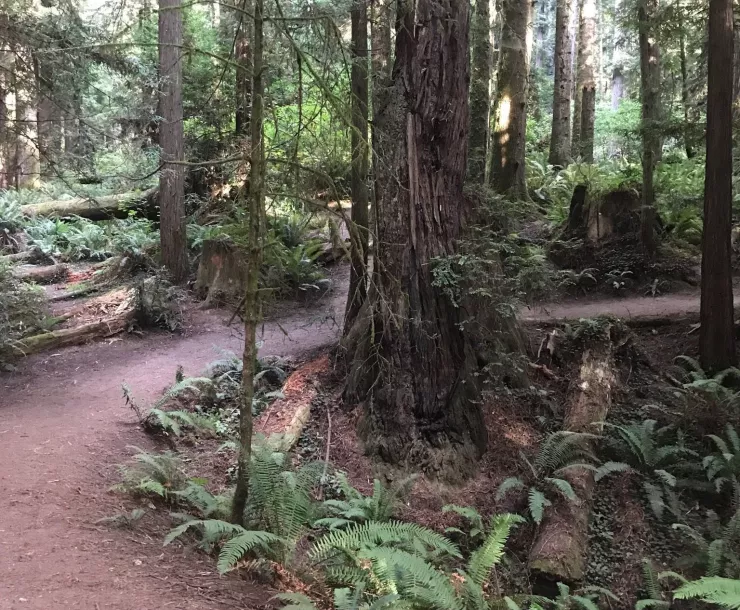 RedwoodParkHumboldt.jpg