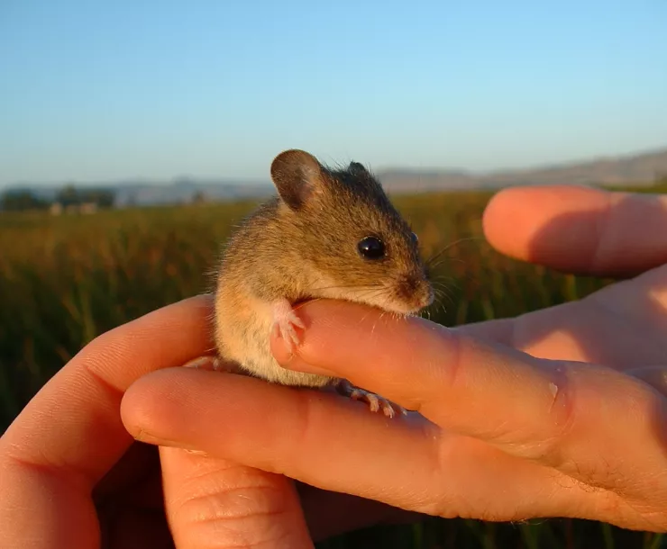 Salt Marsh Harvest Mouse - USGS.jpg