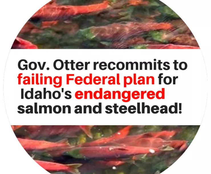 Tell Gov Otter to stand up for Salmon and Steelhead.png
