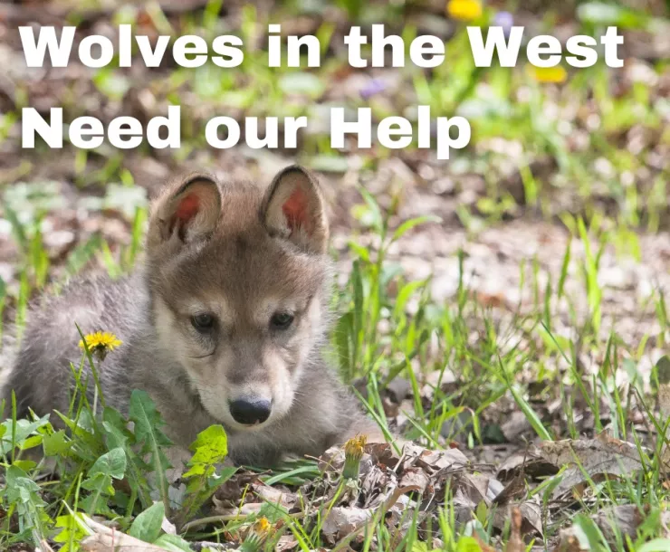 Wolves Need Our Help.jpeg