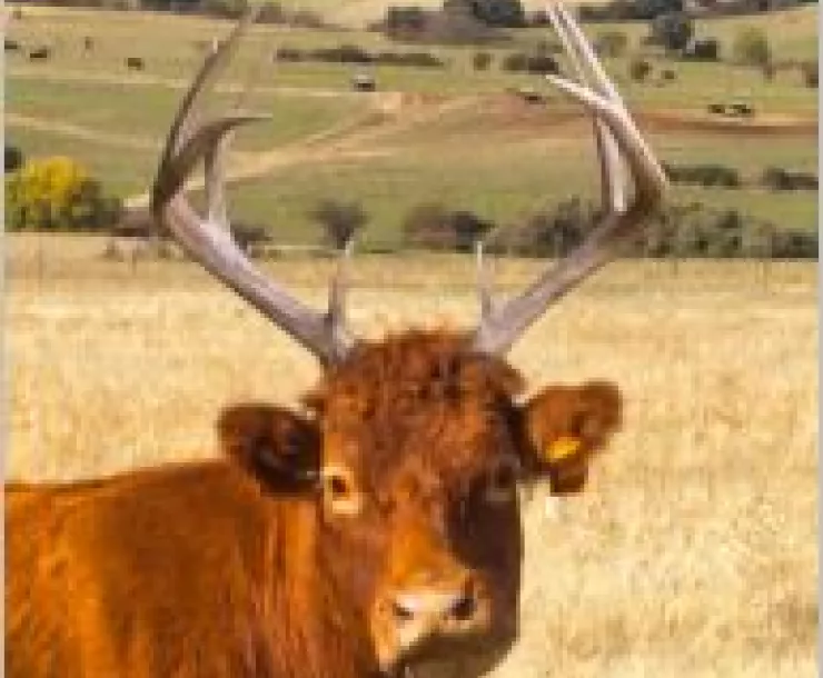 brown cow with antlers.JPG
