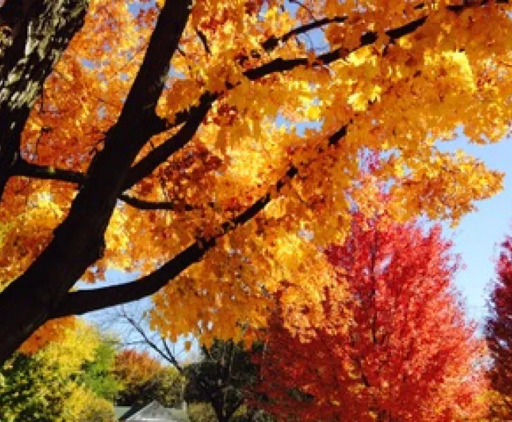 fall colors.jpeg