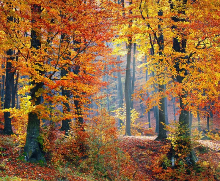 fall_woods_720x460.jpg