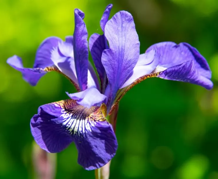 Siberian Iris (J. Todd Waterman) Thumbnail.jpg