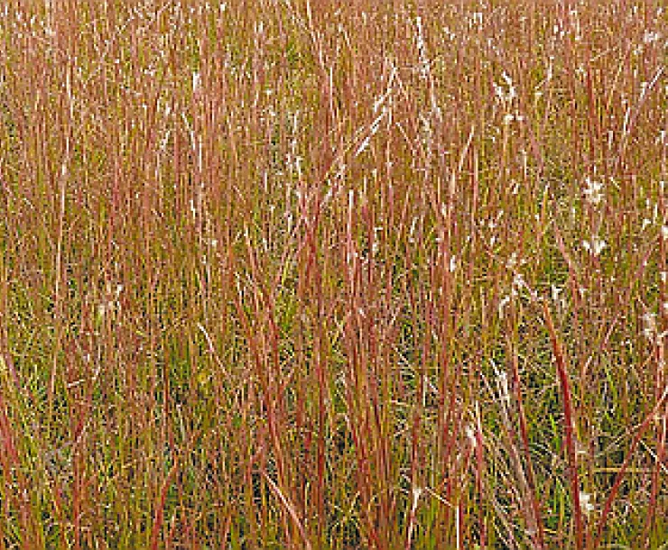 Splitbeard Bluestem (Andropogon ternarius) Grass Thumb.png