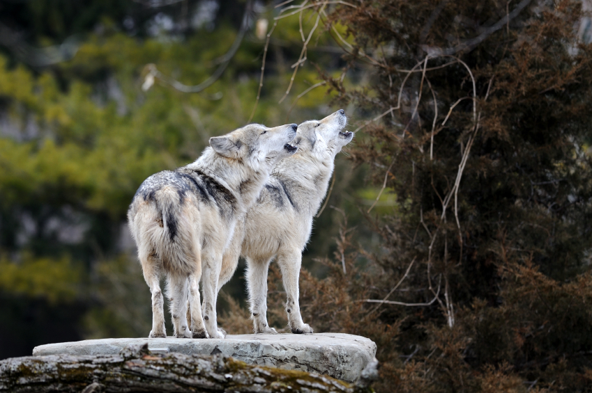 two grey wolves