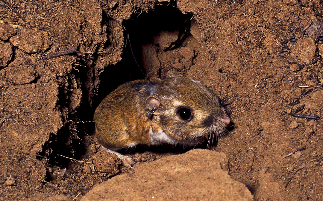 Stephens' kangaroo rat is an endangered species.