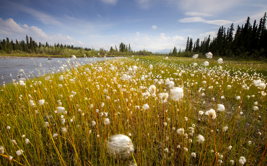 Wildflowers abound in Denali National Park, Alaska.