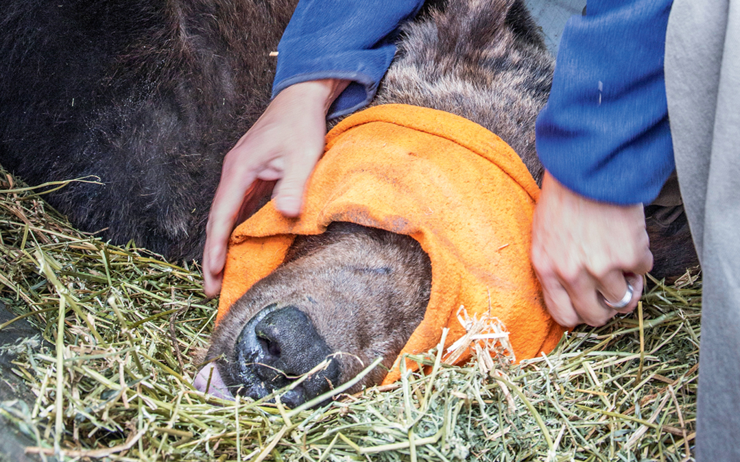 Tim Manley--longtime grizzly bear management specialist for Montana Fish, Wildlife, and Parks--studies a sedated bear.