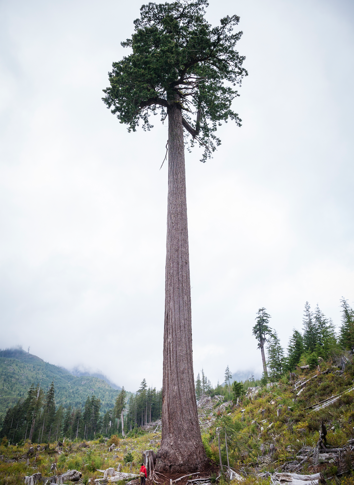 After surviving a clearcutting in 2011, Canada’s second-tallest Douglas fir helped reignite old-growth-forest conservation.